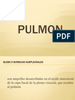 Pulmón