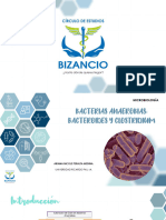 Bacteroides y Clostridium