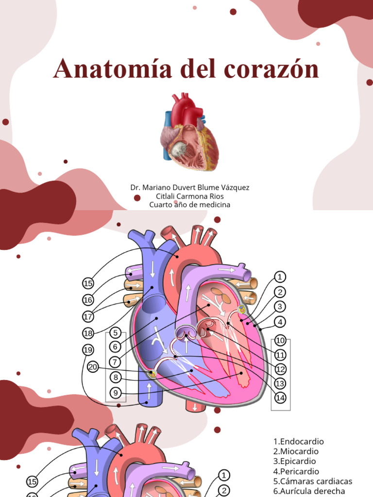 Anatomía del Corazón para Médicos | PDF | Corazón | Ventrículo (corazón)