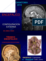 5 Tronco Encefalico 1 2018