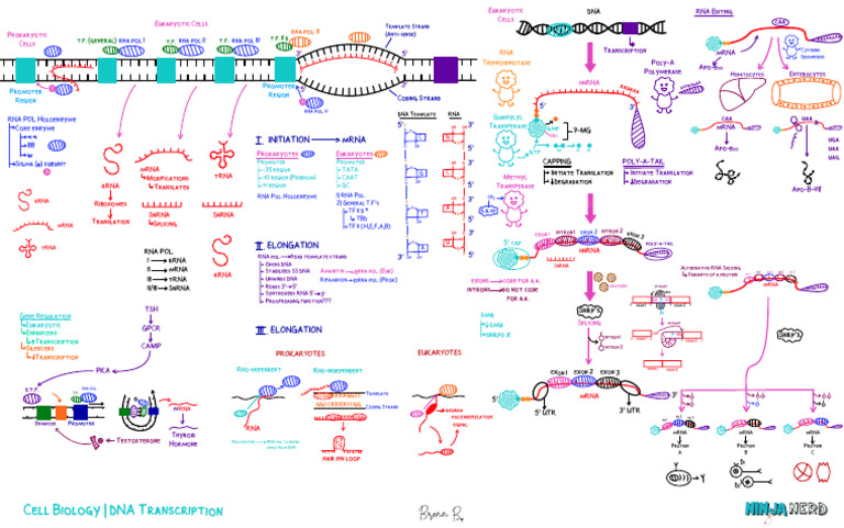 DNA Transcription Key Overview | PDF | Exon | Rna