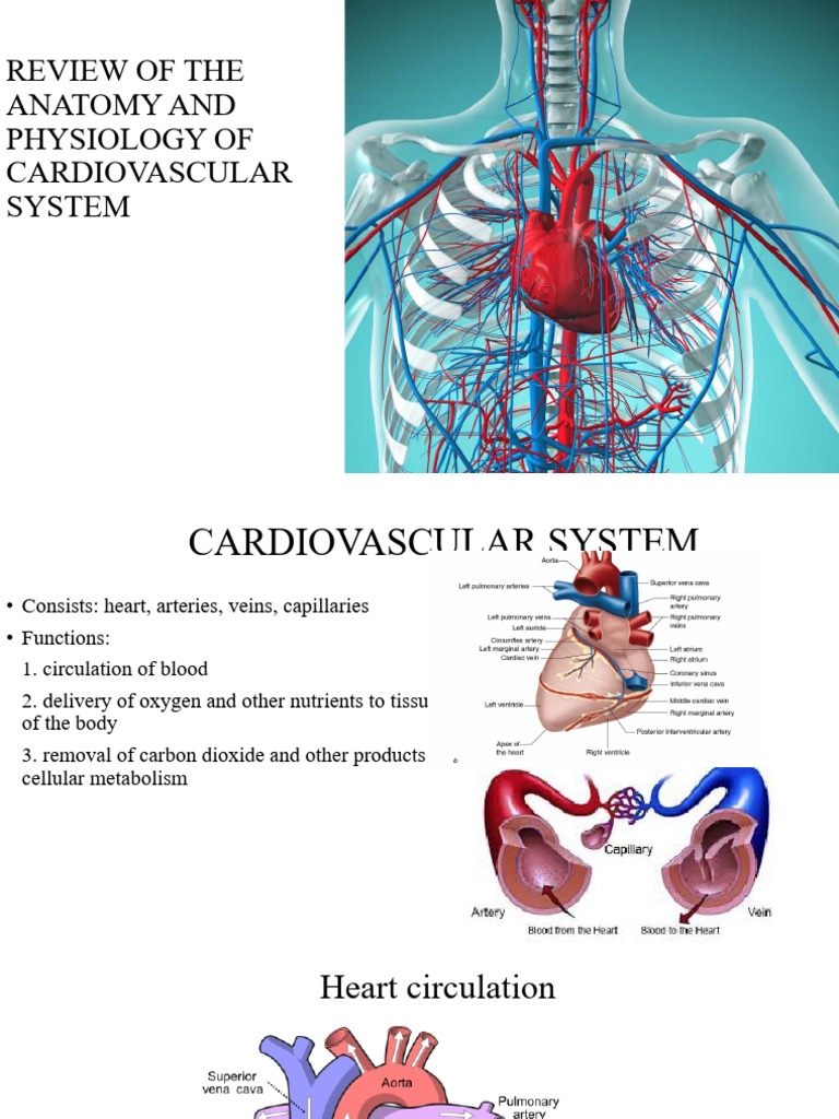 Cardiovascular System Anatomy & Assessment | PDF | Heart Valve ...