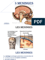 12.LES MENINGES 23