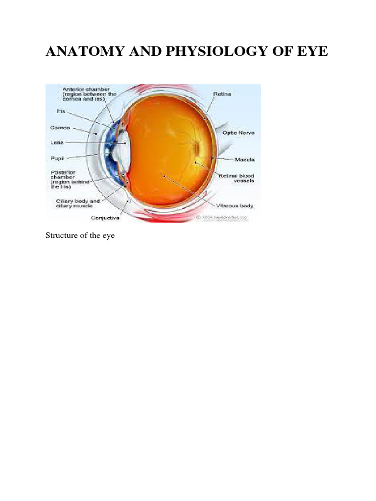 Anatomy and Physiology of Eye | PDF | Human Eye | Retina