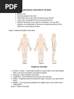 Body Planes and Anatomical Directions | PDF