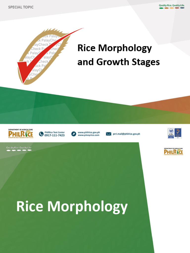 Rice Plant Morphology and Growth Stages | PDF | Germination | Rice