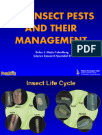 Rice Insect Pest & Their Management