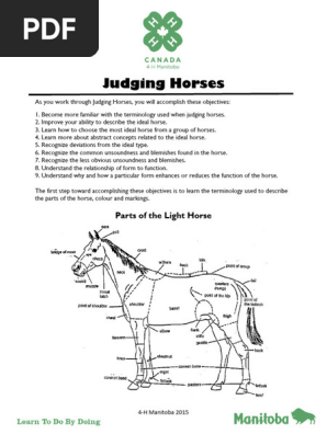 judging horse factsheet