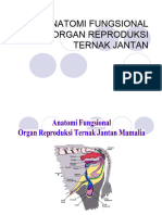 Anatomi Fungsional Organ Reproduksi Ternak Jantan