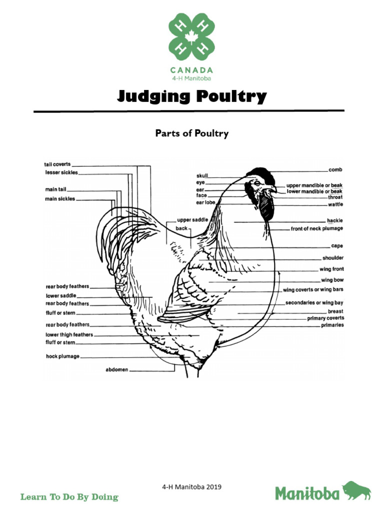 Judge Poultry | PDF