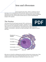 Nucleus and Ribosomes