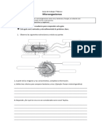 Guía de Trabajo 7mo Básico Microorganismos