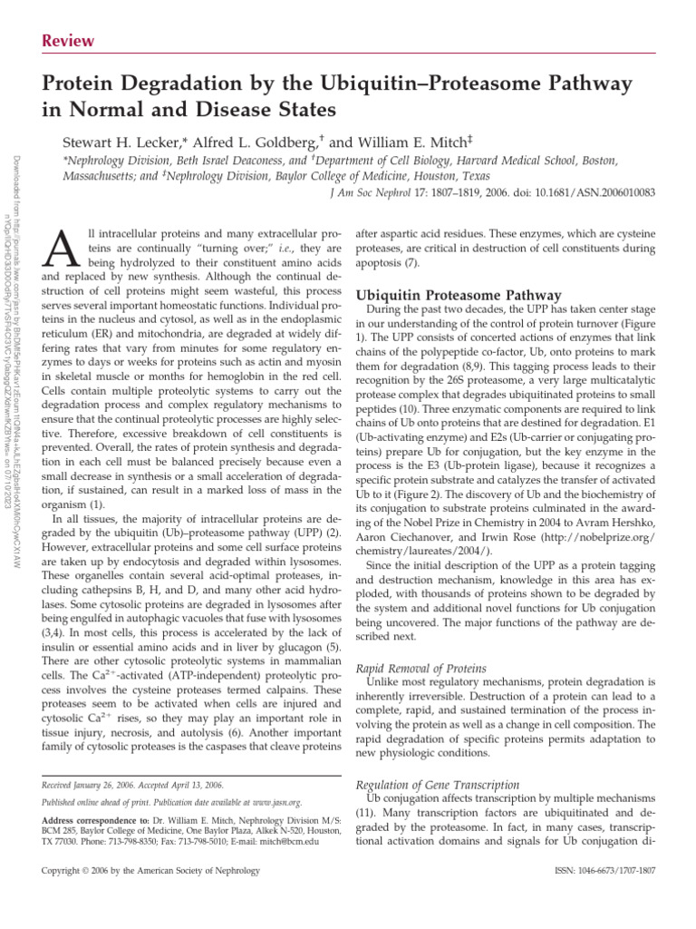 Ubiquitin-Proteasome Pathway Insights | PDF | Proteasome | Ubiquitin