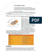 3 - Estructura de La Celula Animal