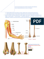 Biomecánica Del Codo