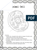 Animal & Plant Cell
