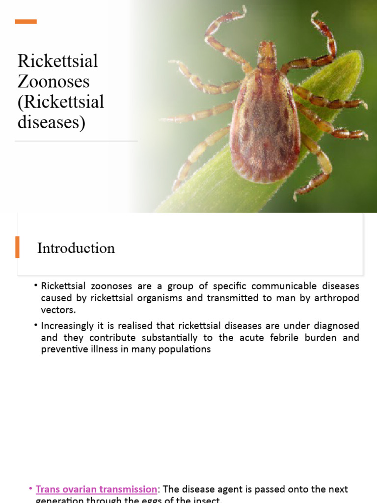 WHAT ARE RICKETTSIAL DISEASES intelligence overview