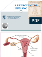 Clase #2 Sistema Reproductor Femenino 24 Julio