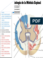 Medula Espinal Corte Transversal