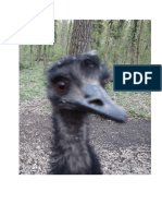 Der Emu