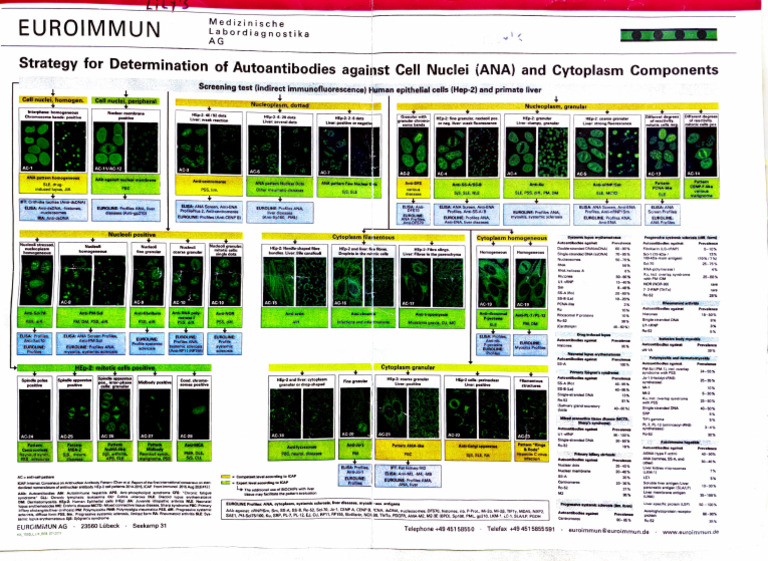 Ana Euroinmun | Download Free PDF | Immunology | Diseases And Disorders