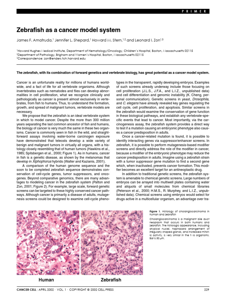 Zebrafish As A Cancer Model System | PDF | Cancer | Model Organism