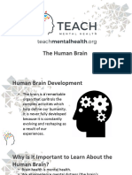 Human Brain Presentation