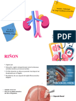 Anatomía Renal