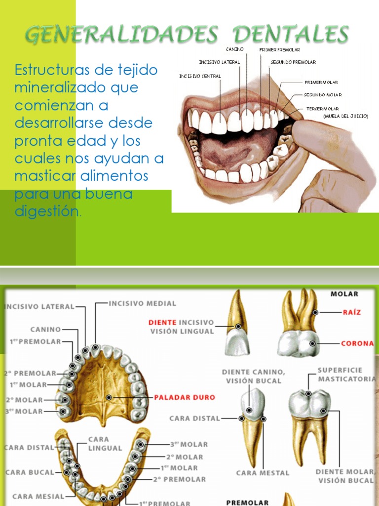 Anatomia Dental | Diente humano | Anatomía humana