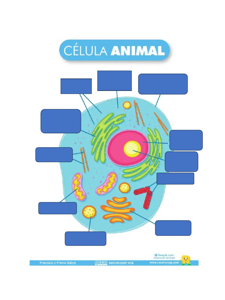Celula animal fill pdf