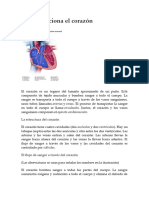 Cómo Funciona El Corazón