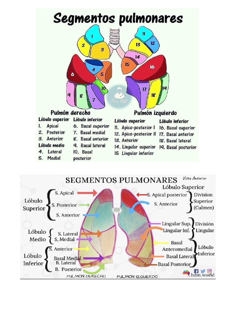 Anatomía Del Pulmón | PDF