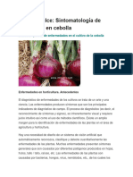 Detección Precoz de Enfermedades en El Cultivo de La Cebolla