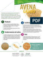 Avena Grano