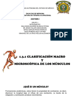 1.3.1 Clasificación Macro y Micro de Los Músculos