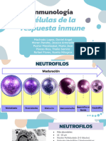 Grupo 3 - Células de La Respuesta Inmune