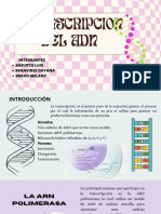 Transcripcion Del Adn