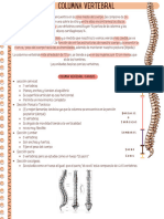 2 Anatomia 24 - 03