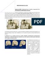 Morfofisiologia de La Atm