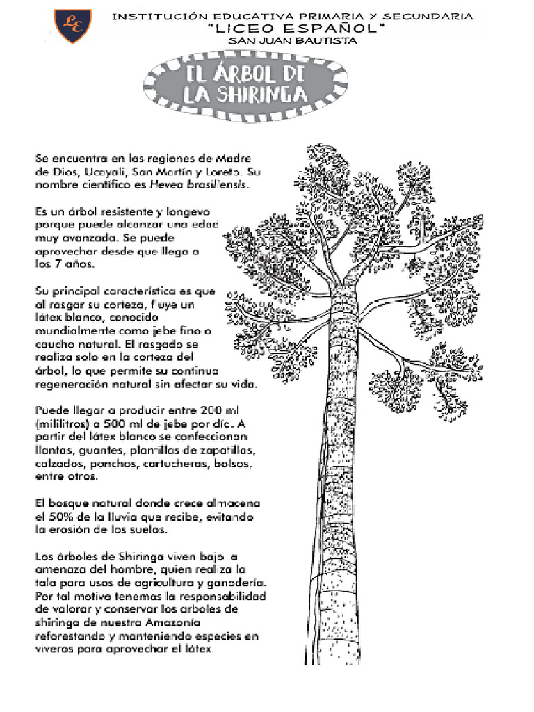 Arbol de La Shiringa | PDF
