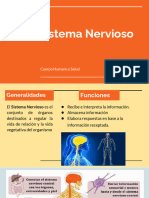 3ero. Sistema Nervioso - Anatomía21