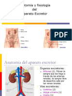 6 Aparato Excretor