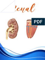 Fisio Renal Yassi