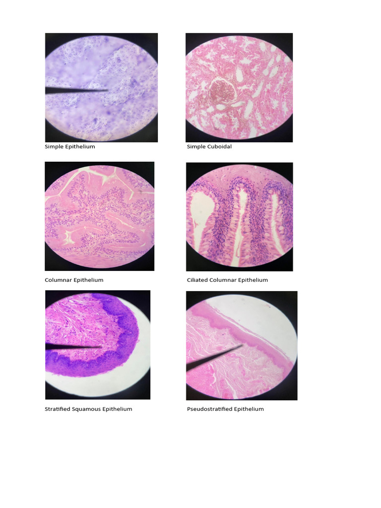 Epithelial Tissue | PDF | General Fiction