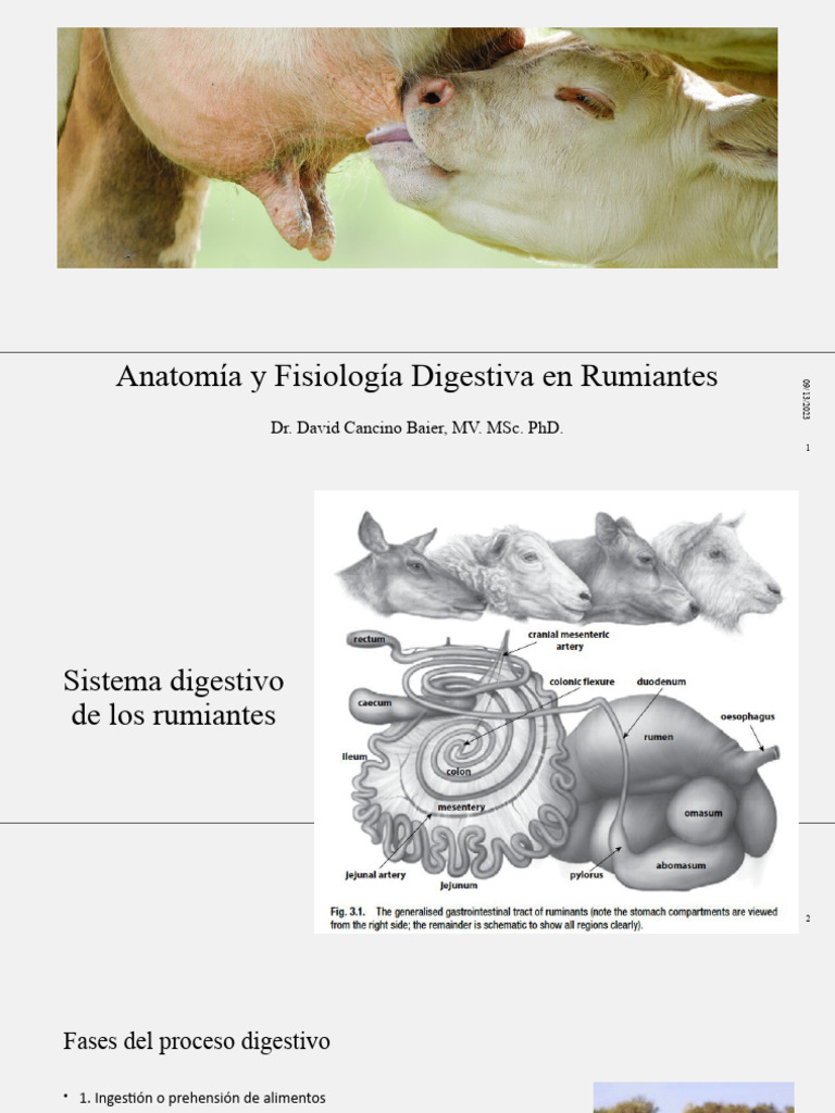 Anatomía Digestiva de Rumiantes | PDF | Digestión | Sistema digestivo ...