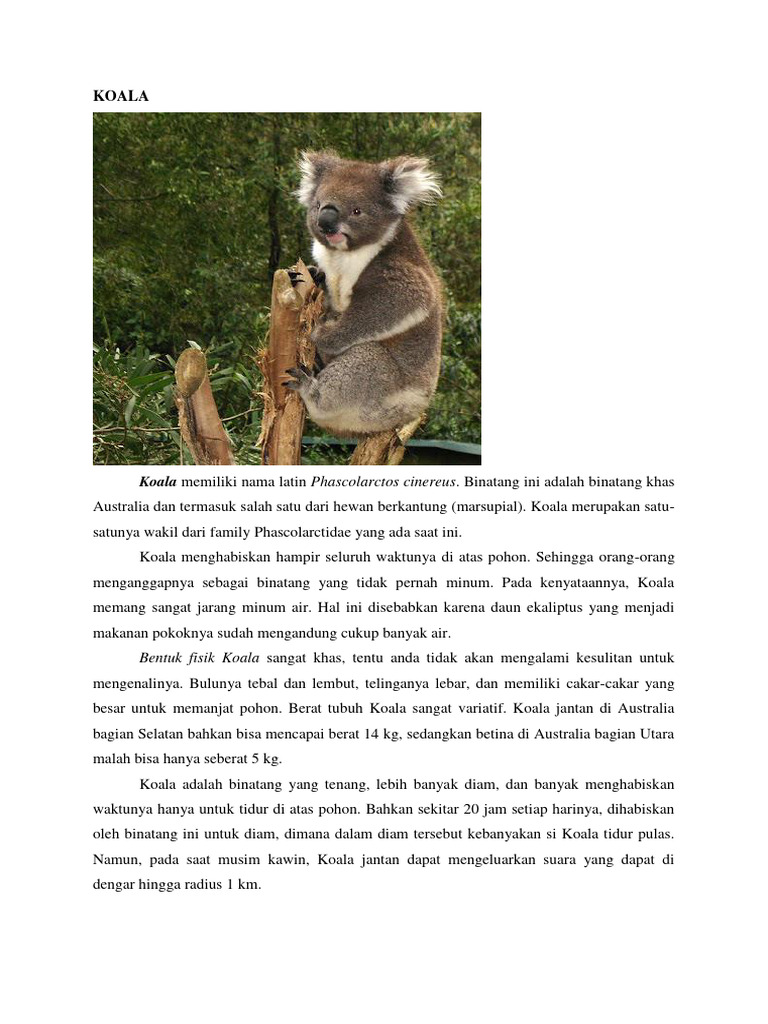 Koala | PDF | Griya & Taman | Sains & Matematika