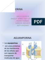 Aguaporina Exposicion
