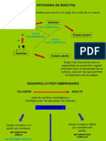 Metamorfosis PPT Mir. 8-11 Hs