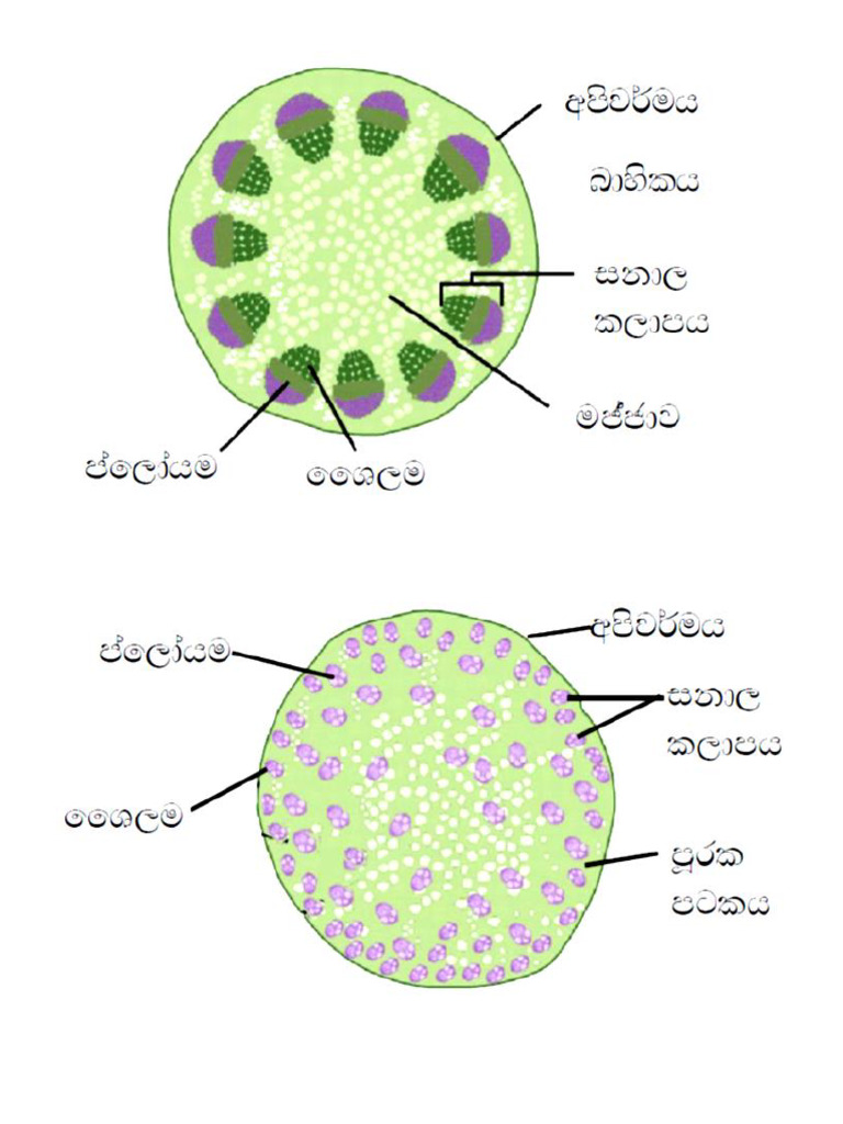 Rupa 2 | PDF