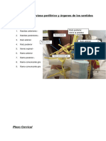 Guía Sistema Nervioso Periférico y Órganos de Los Sentidos